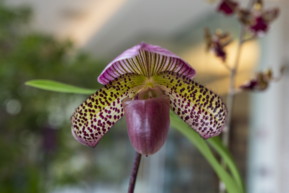 Orchids at the Cleveland Botanical Garden