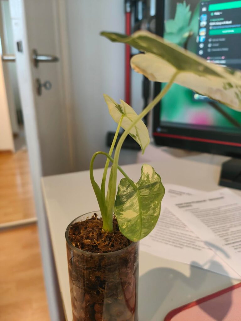 Help with Alocasia Frydek variegated!!