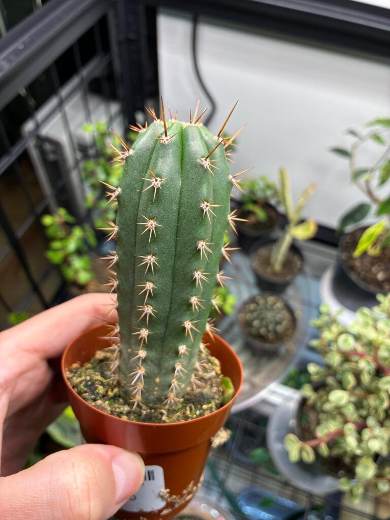 I bought that cactus at work because I loved the look of it, now thinking it might be a San Pedro