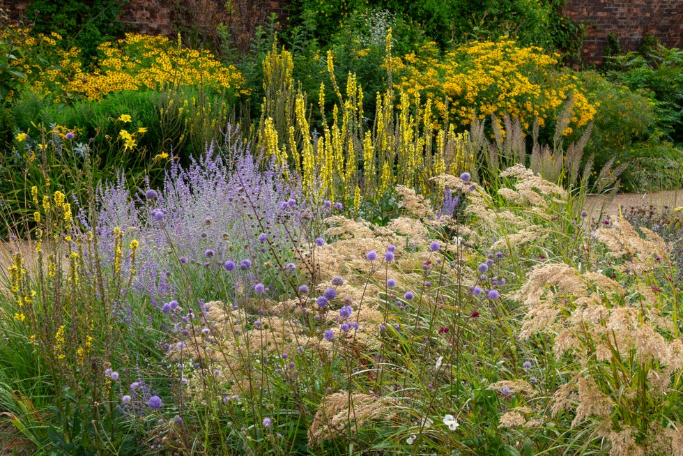Beautiful combination of plants in a late summer garden a uk garden full of flowering perennials, shrubs and ornamental grasses in late august. plants include helenium, verbascum, scabious, perovskia and helianthus.
