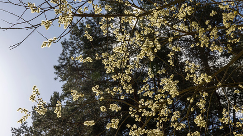 Ornamental willow branches with cream flowers