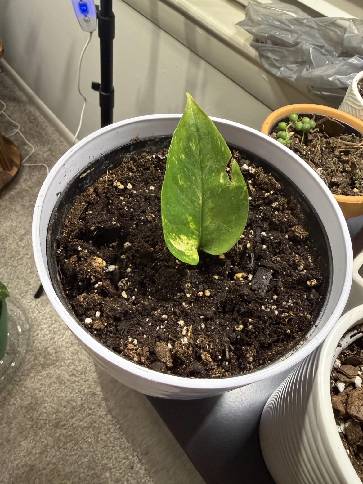 Will this ever turn into a full plant?