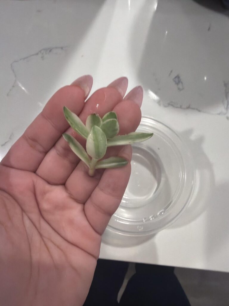 What plant is this and how to propagate