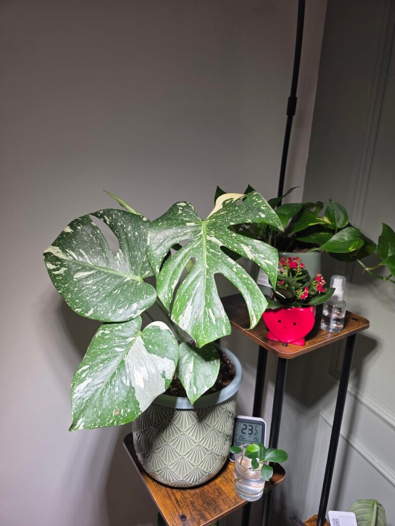 Its happening. First new leaf.