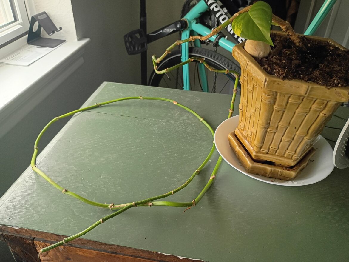 My brother gave me a plant he had forgotten about for years, is this a pothos plant? And if so, can I/should I prune the large leafless vine? (The singular leaf is a part of a new growth, and this vine doesn't seem to be doing any good)