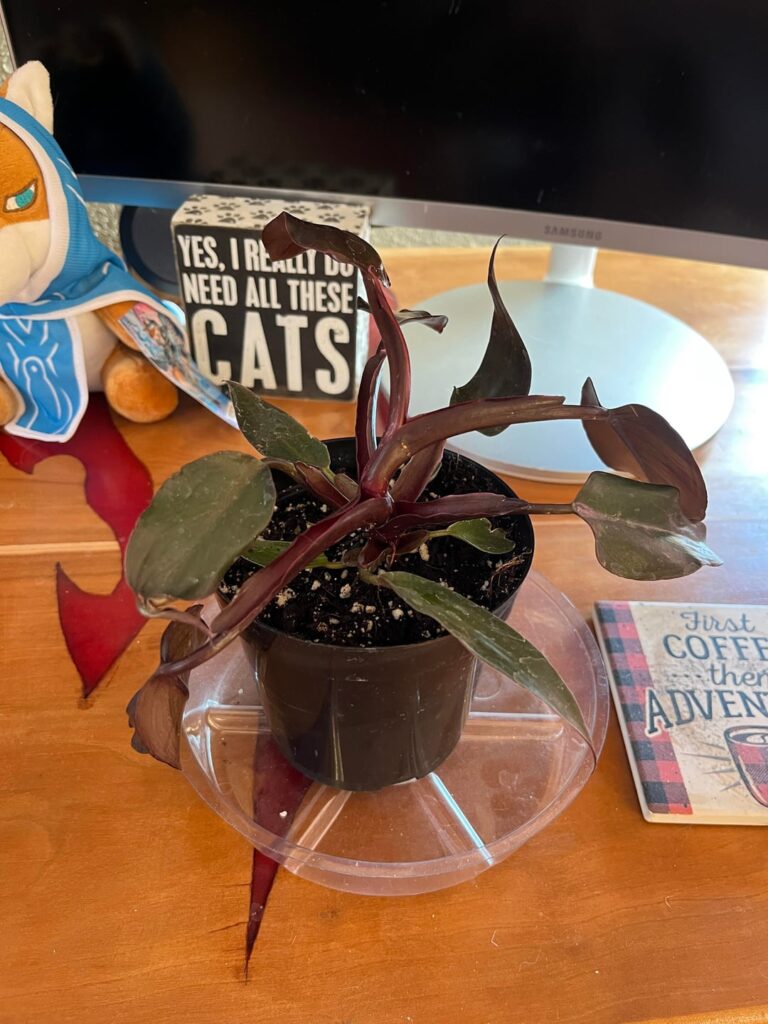 Non-variegated Pink Princess?