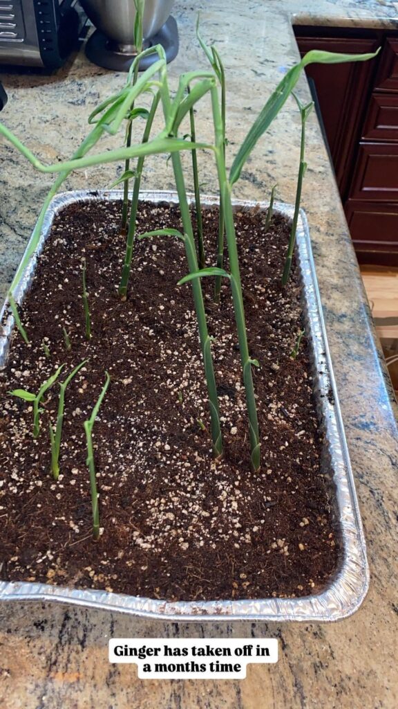 Can i cut this ginger back? It’s outgrowing the grow light. Going to transplant outside in June.