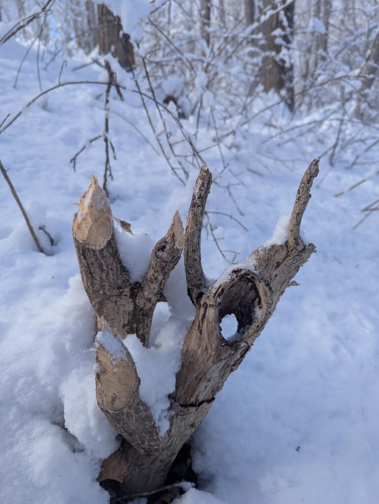 I live along a small river and have been clearing invasives and restoring my property for the last 6 years. I just found evidence of beaver activity directly across the river from me and they are cutting down burning bush! What are the chances?!?