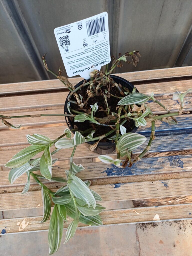 Tradescantia prop Tradescantia prop