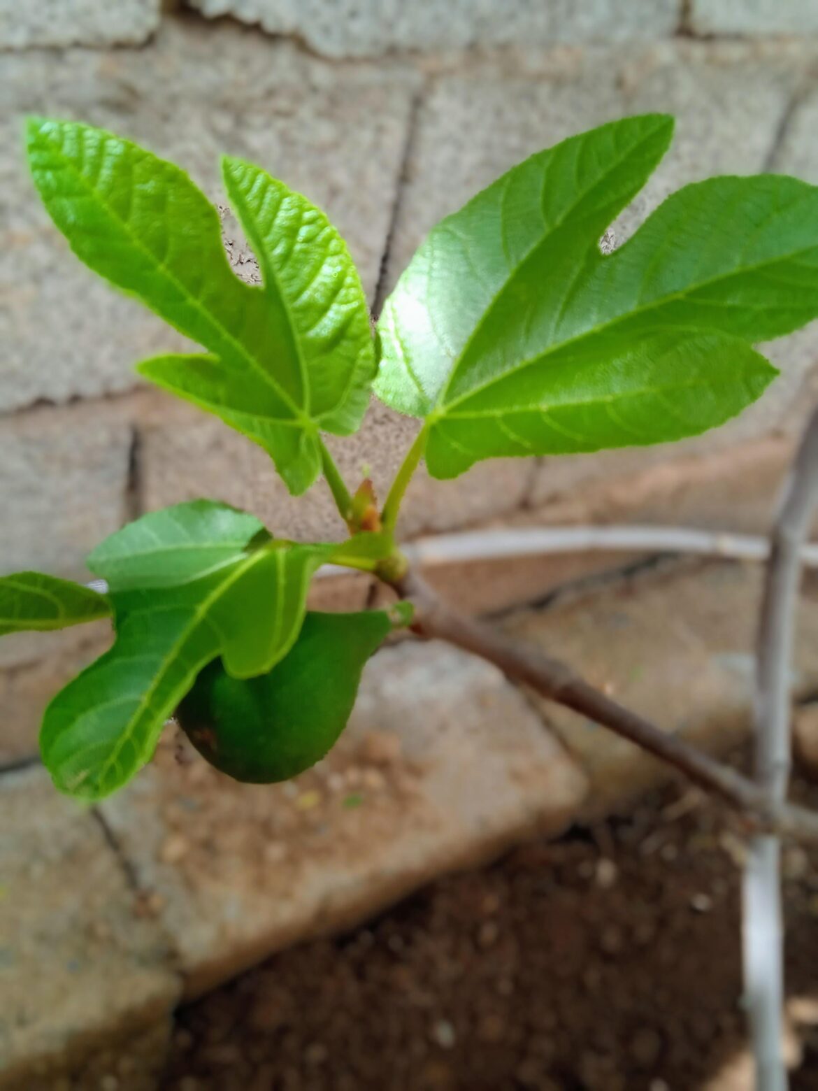 New life on the fig branch: A tiny unripe fruit and a fresh young leaf.