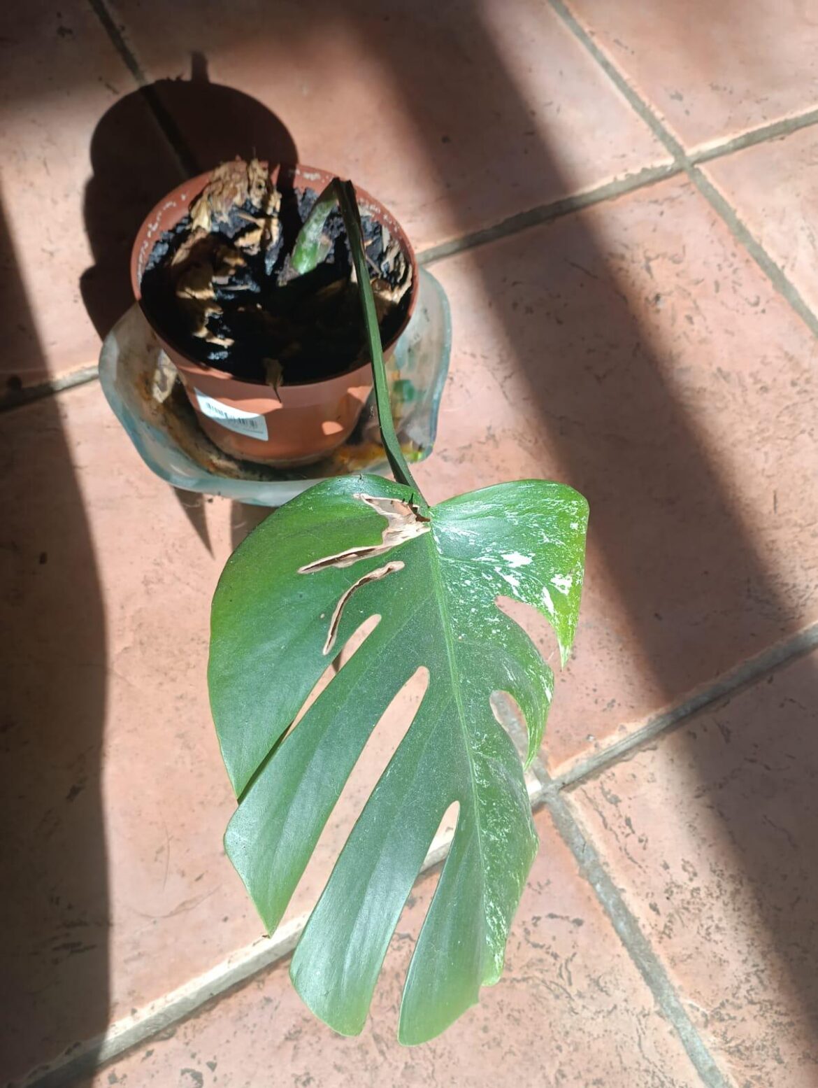Was given this cutting over a year ago, it hasn’t died, but it’s also not growing any new leaves, should I just give up on it? Was given this cutting over a year ago, it hasn't died, but it's also not growing any new leaves, should I just give up on it?