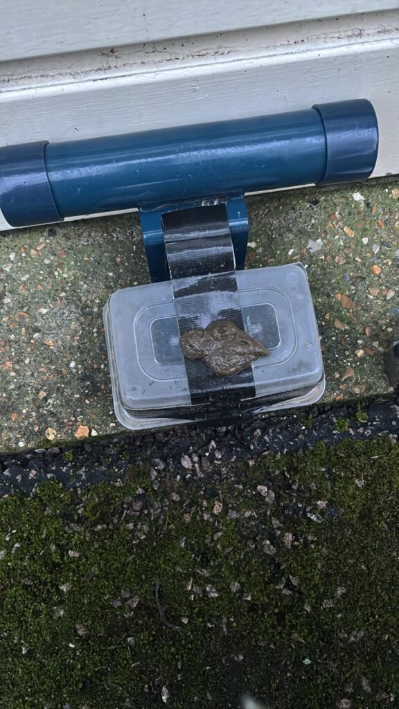 Fox or cat pooing recurrently on our garage defender?