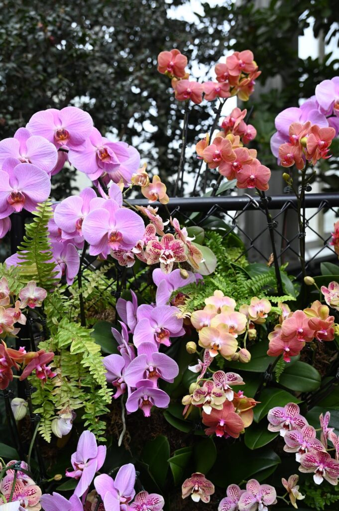 Orchid Show at the New York Botanical Garden