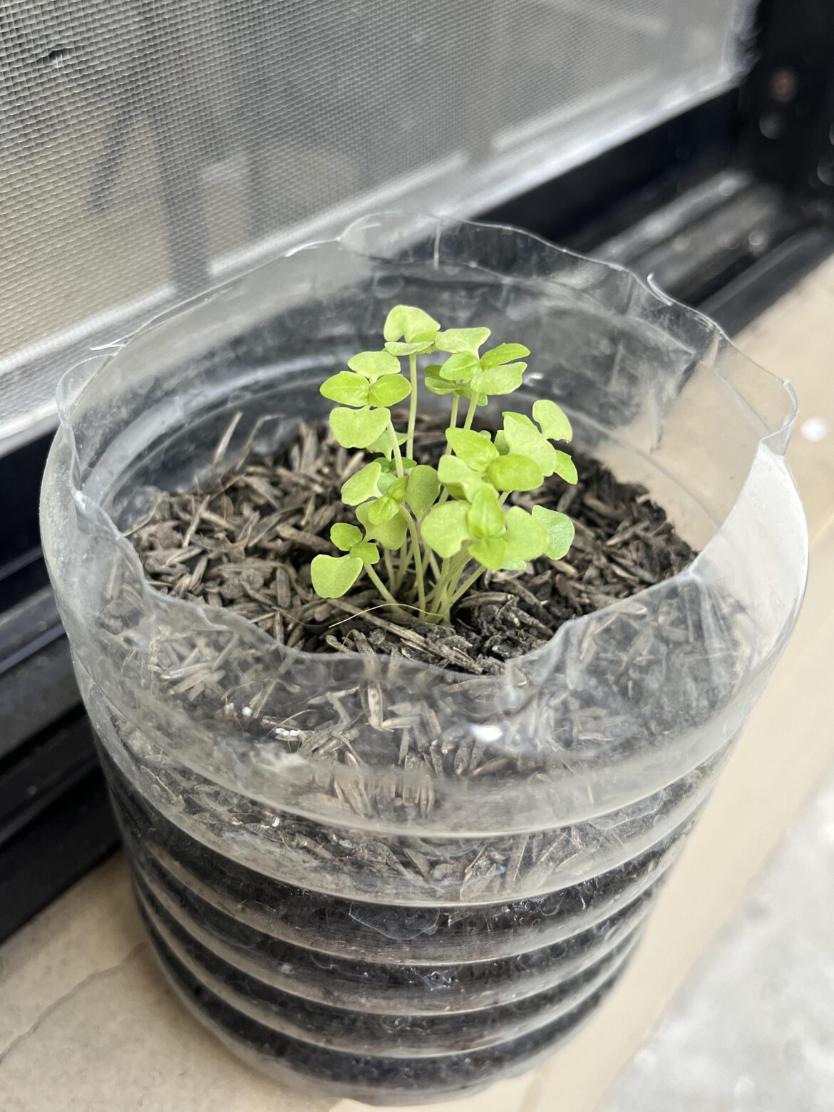 Sweet Basil tips and advices