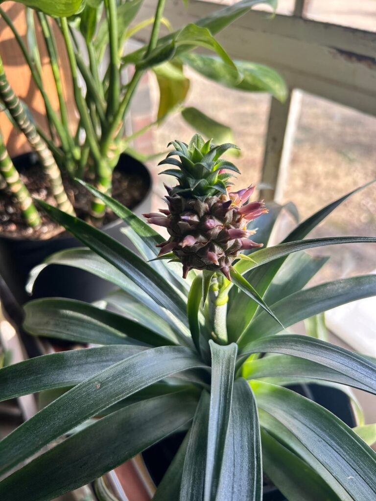 ARE THESE FLOWERS?!