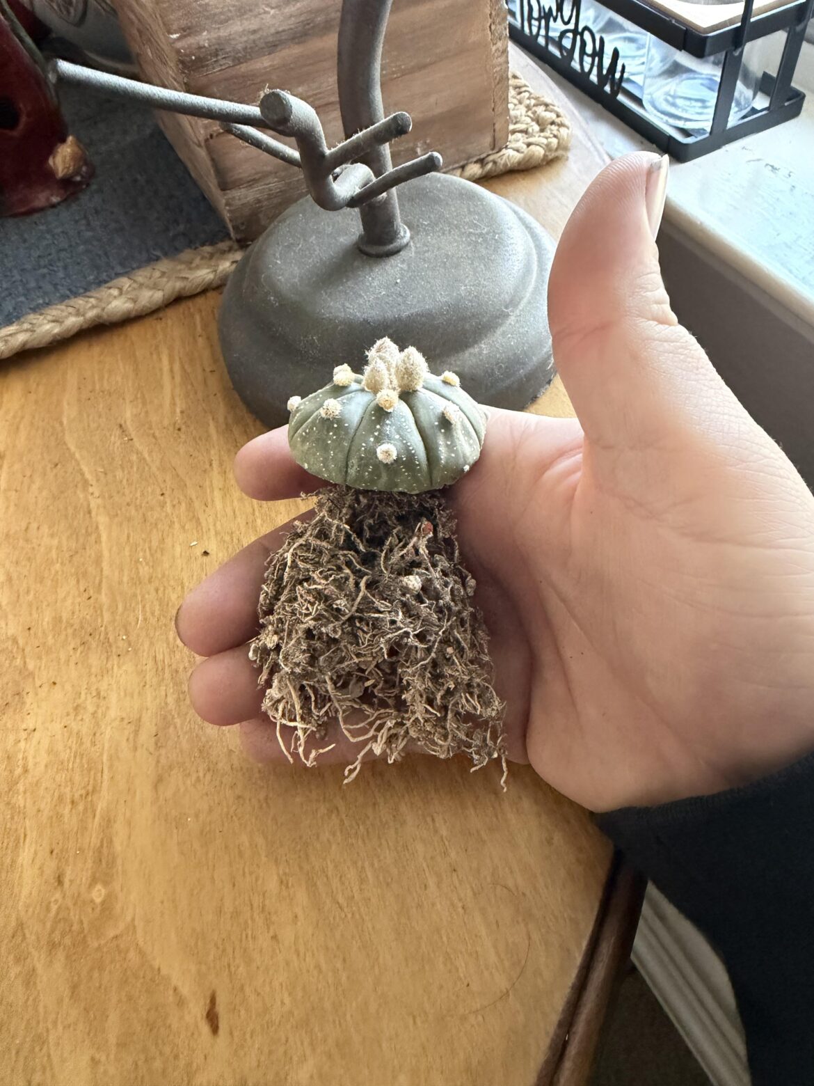 Should I cut the roots back?