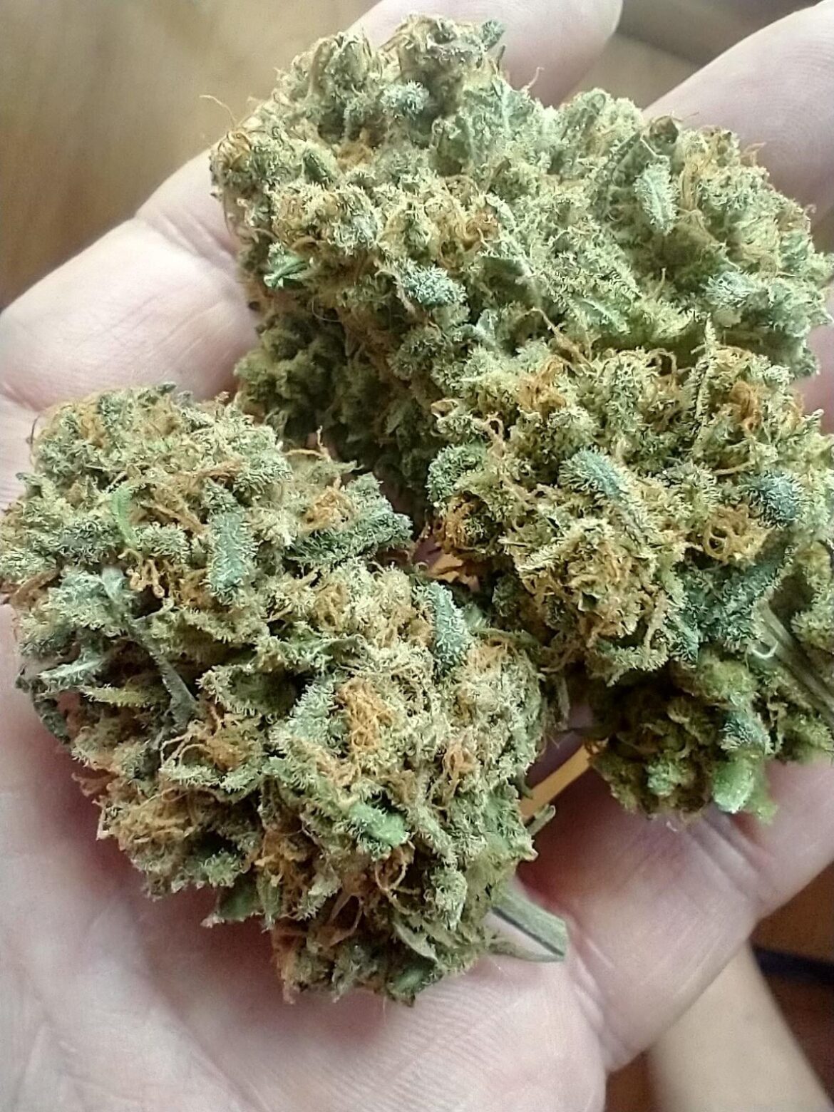 Noob here. First grow using coco. Super Silver Diesel by Dynasty/Relic