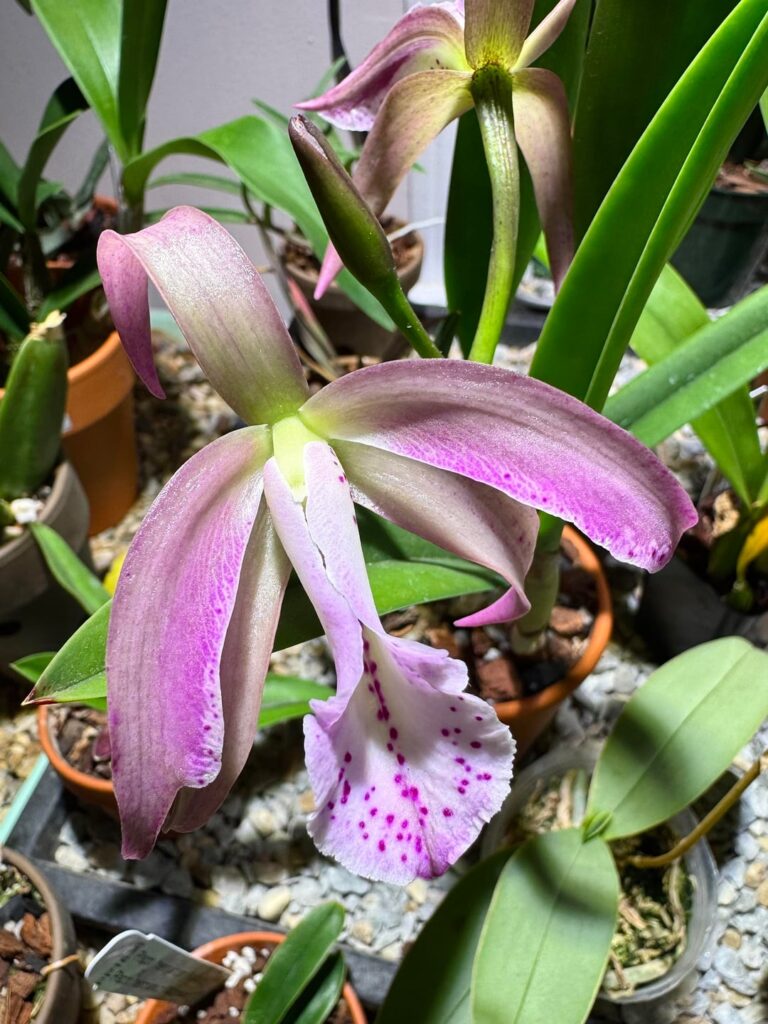 Cattleya Volcano Pride ‘V.Q.’ x Brassavola nodosa ‘4N’ with some mutations this time around. Cattleya Volcano Pride ‘V.Q.’ x Brassavola nodosa ‘4N’ with some mutations this time around.