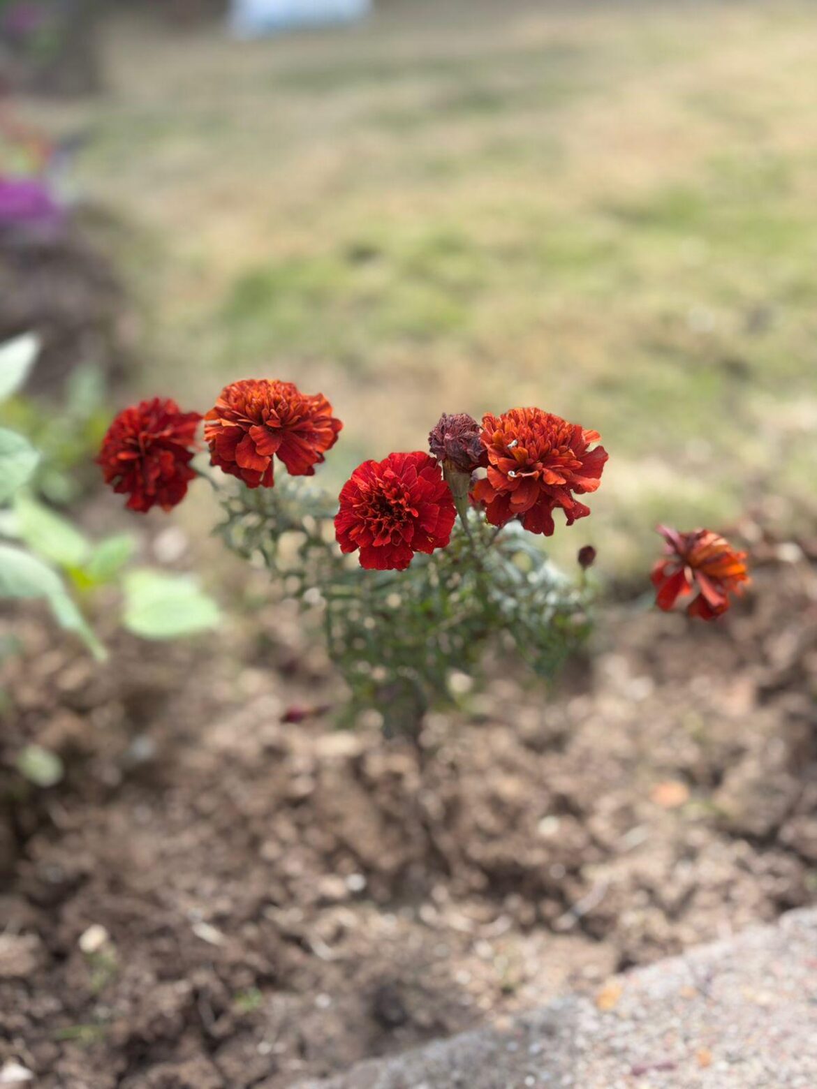 Don’t these marigolds look like little bursts of fire in the soil?