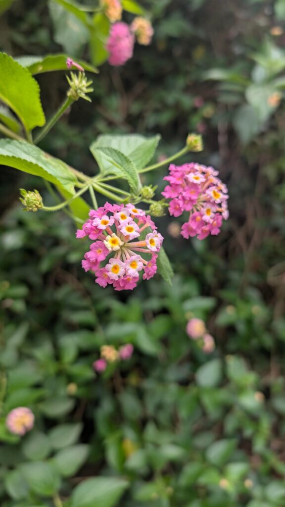Whats this flower called