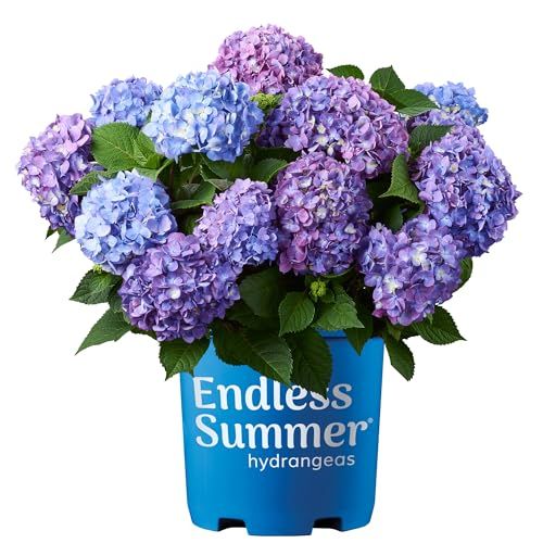 Endless Summer Hydrangea Bloomstruck, 2 Gallon