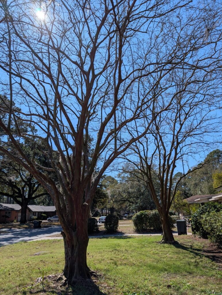 No crepe murder here