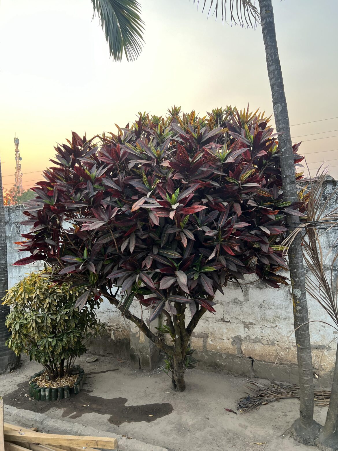 Our 10 year old croton