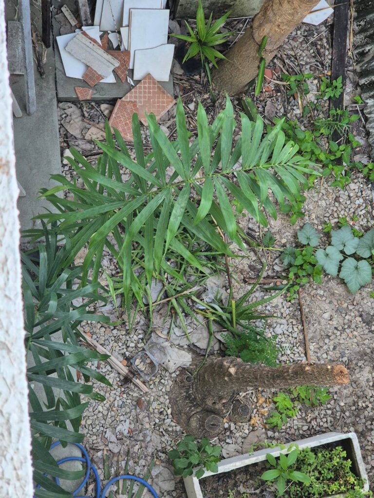 Any idea of what palm it is?