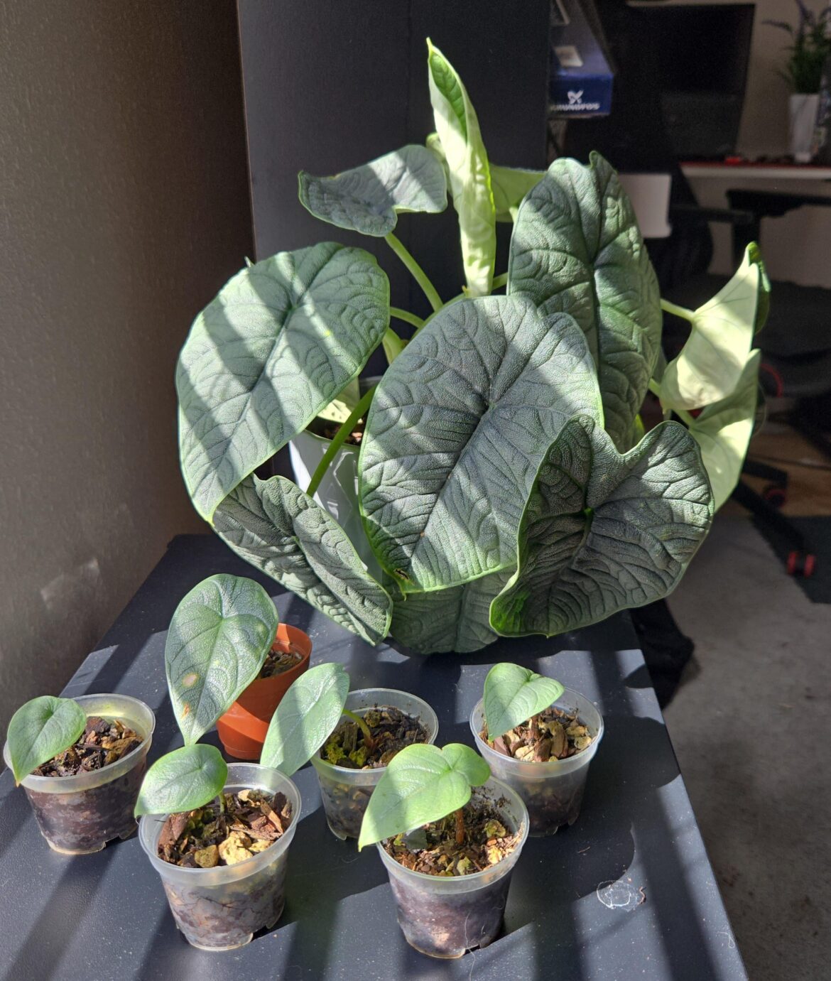 Don't talk to me or any of my sons ever again