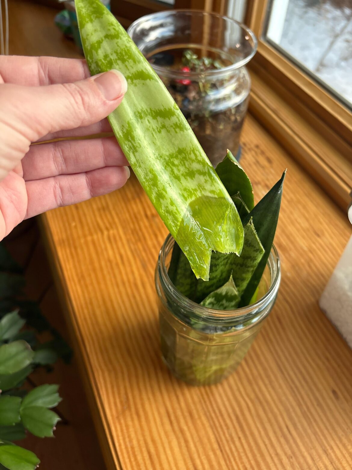 Propagating snake plant