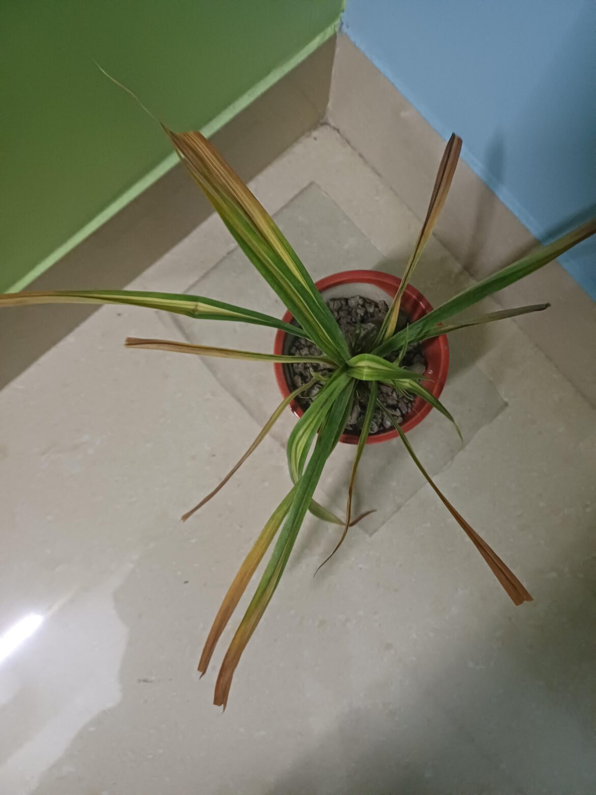 My Spider Plant is Dying