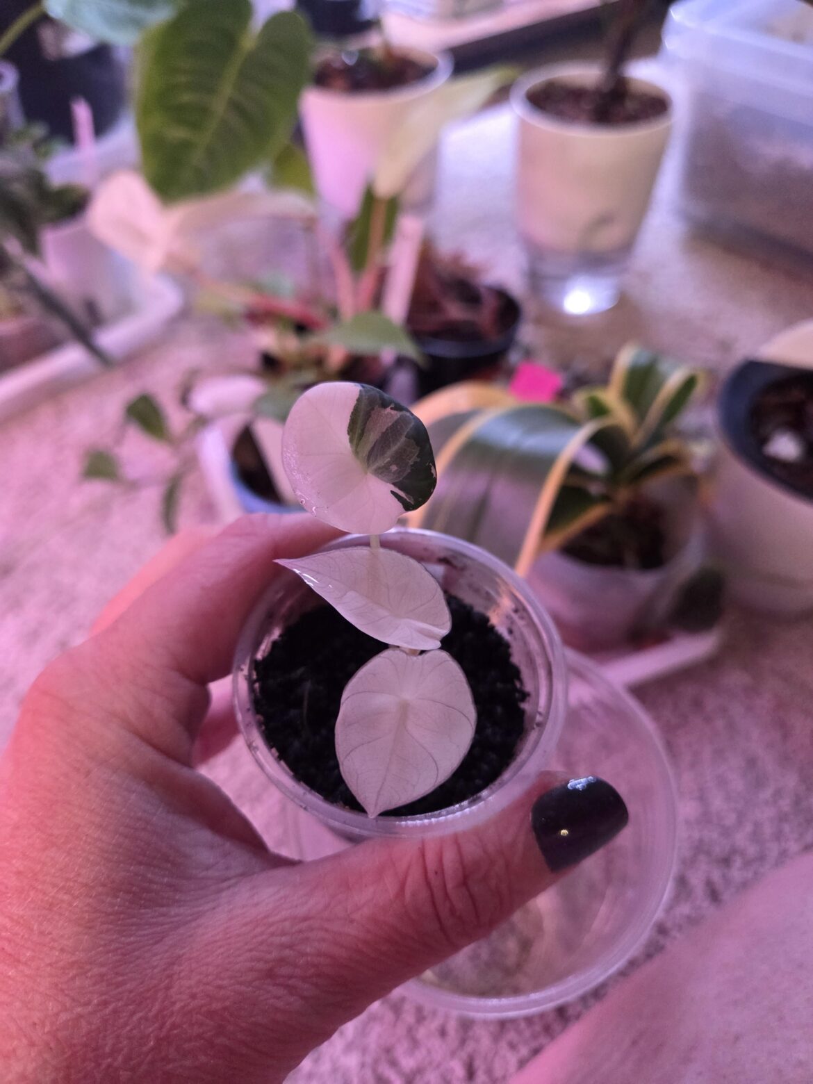 I think my pink black velvet ran out of ink