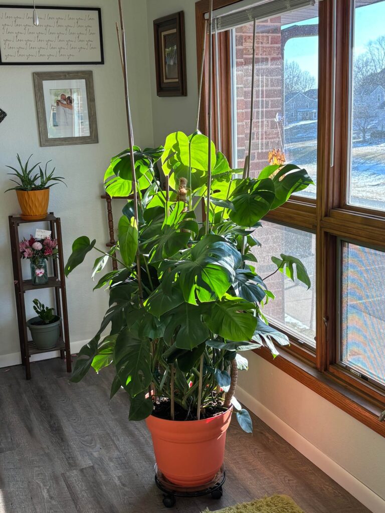 Phil T Monstera