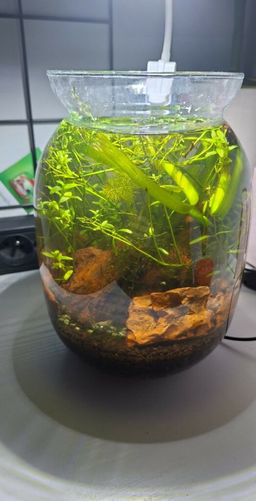1-year-old shrimp jar ecosystem
