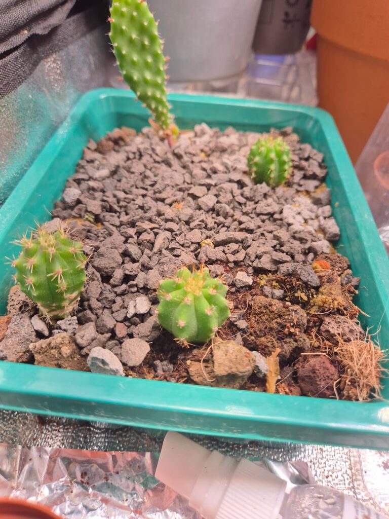 Seeds I planted around 6 months ago