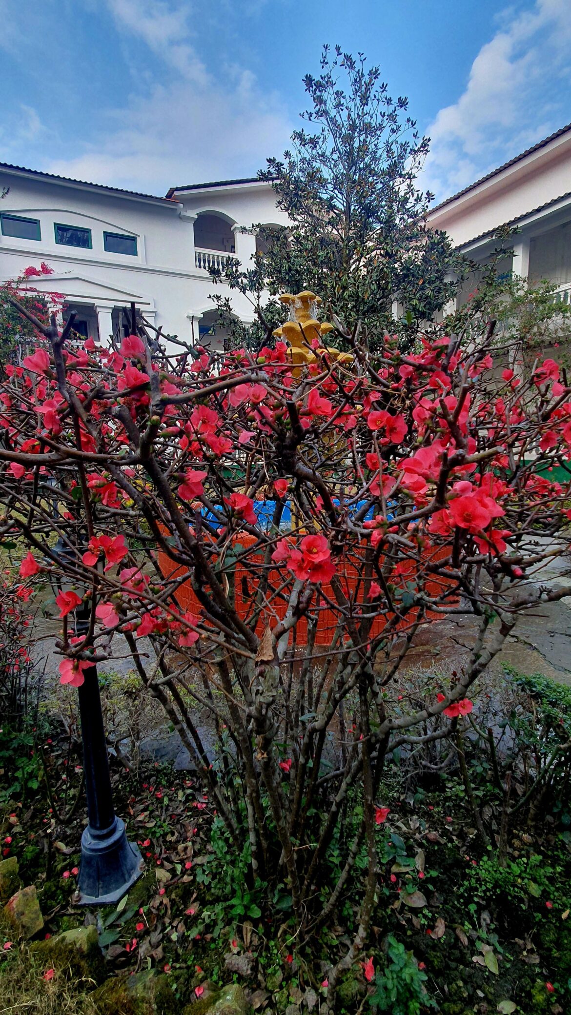 What's the name of this flower