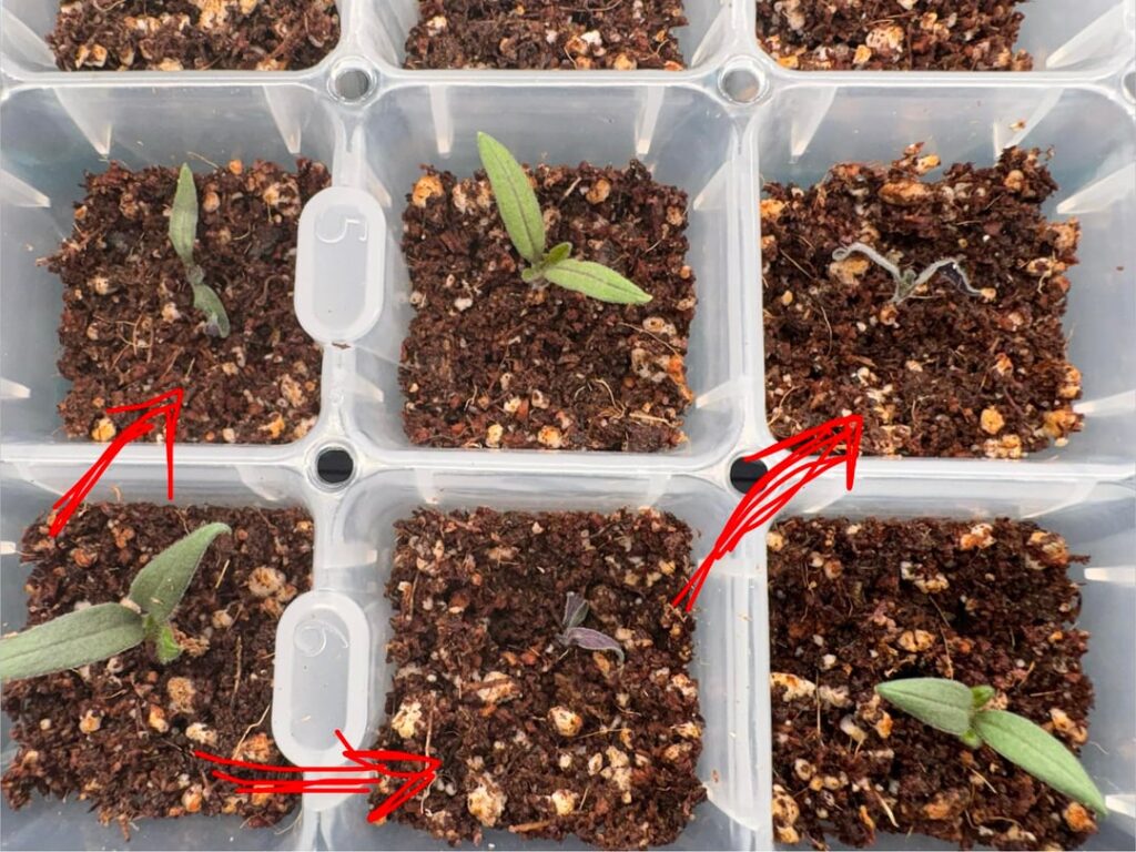 Can anyone help me figure out what's wrong with these three seedlings?