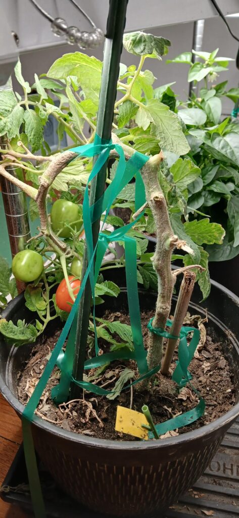 San Marzanos are struggling San Marzanos are struggling