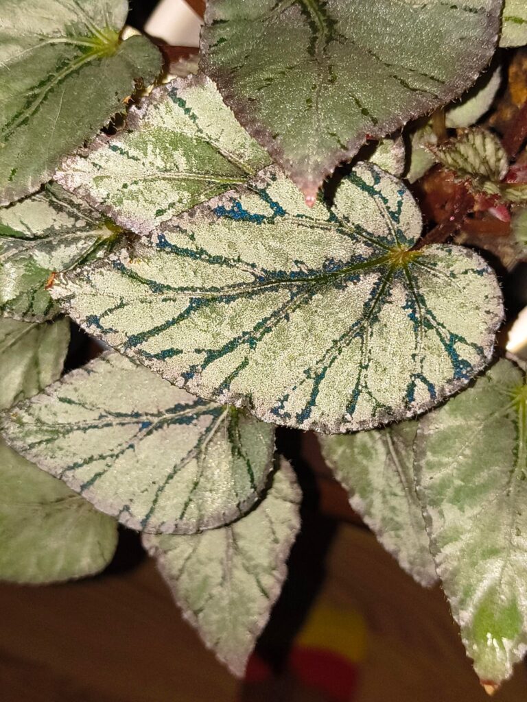 Just curious if anyone has an ID for this one?