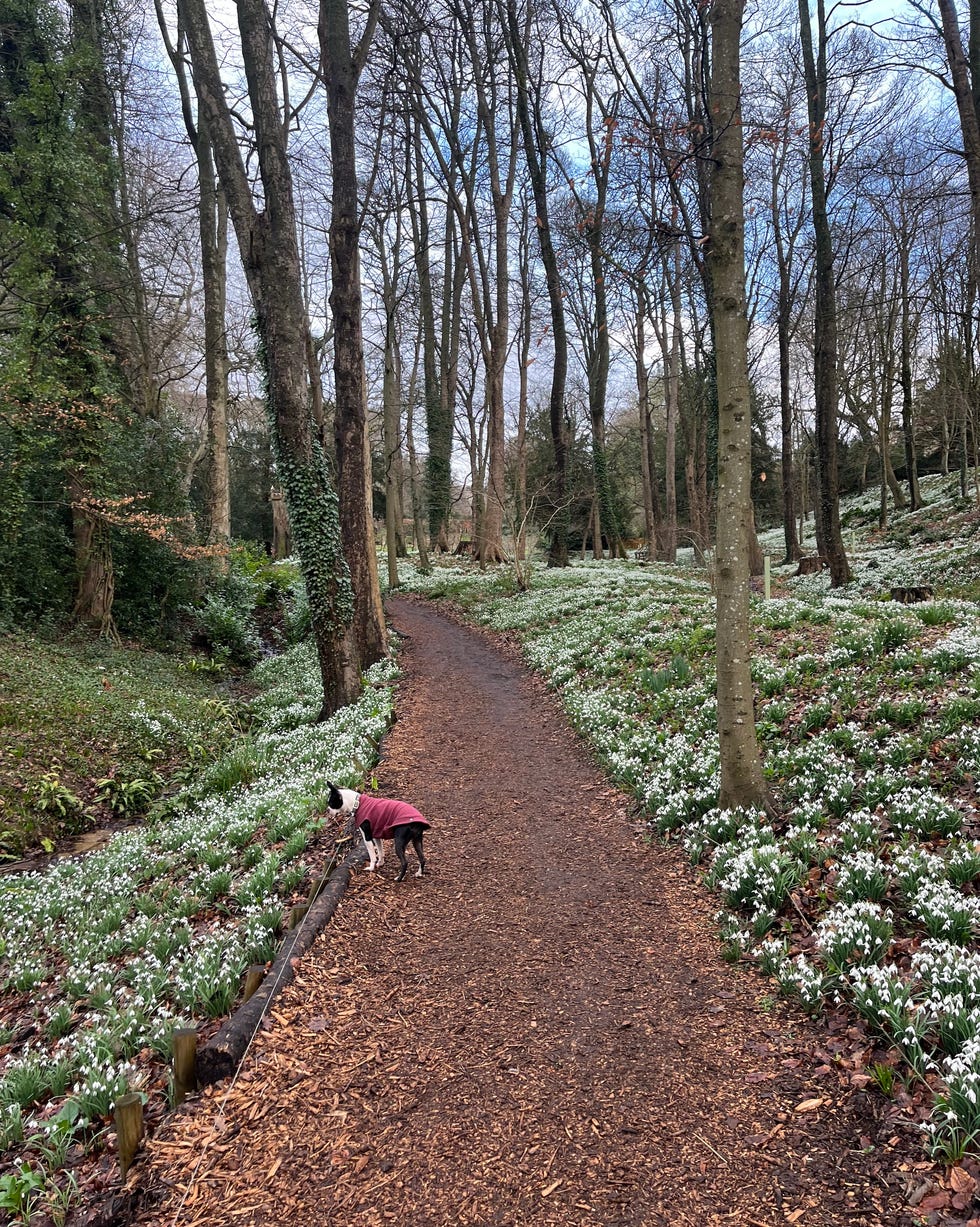painswick rococo garden snowdrops
