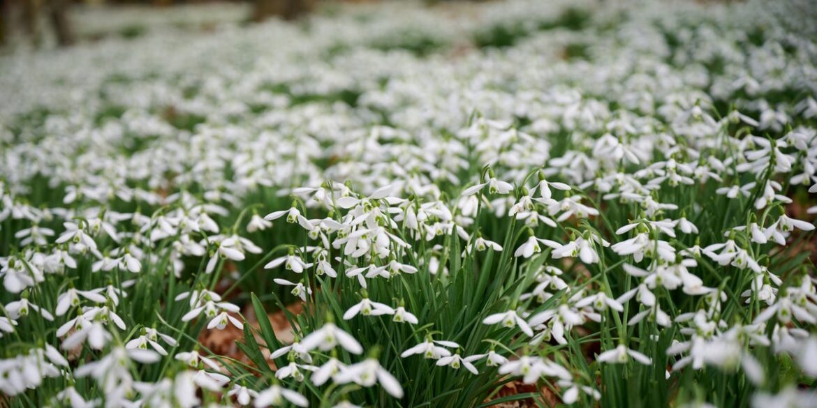The Hidden Cotswolds Garden With 5 Million Snowdrops