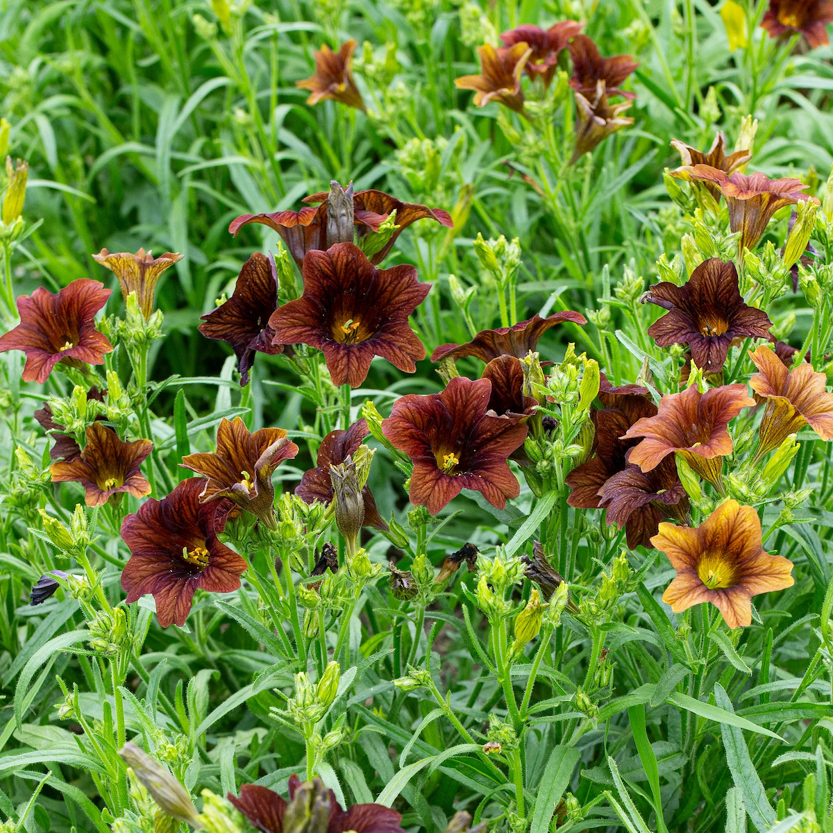 Painted tongue flowers in coffee color.