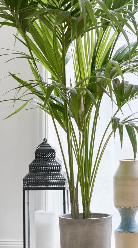 best aesthetic plants palm