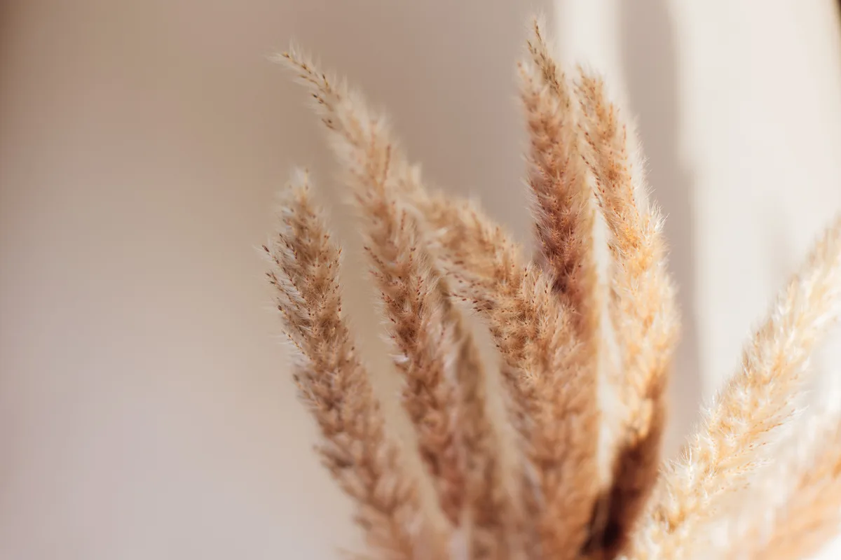 Aesthetic image of natural pampas grass on a beige surface. Concept of rustic charm and minimalistic home decor. Perfect for highlighting organic textures and neutral-themed interior inspirations.
