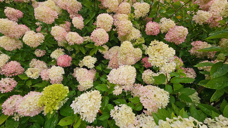 Closeup of white and pink hydrangea blooms