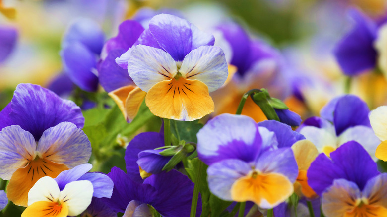 Violas or pansies in bloom.