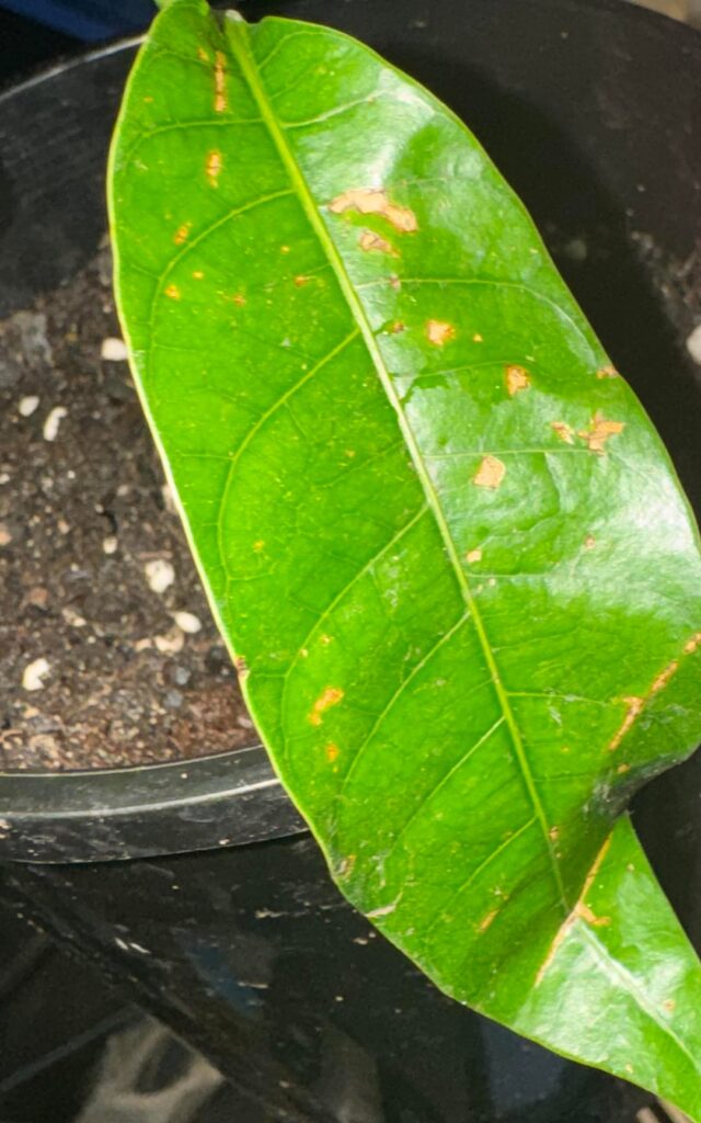 What are these spots?