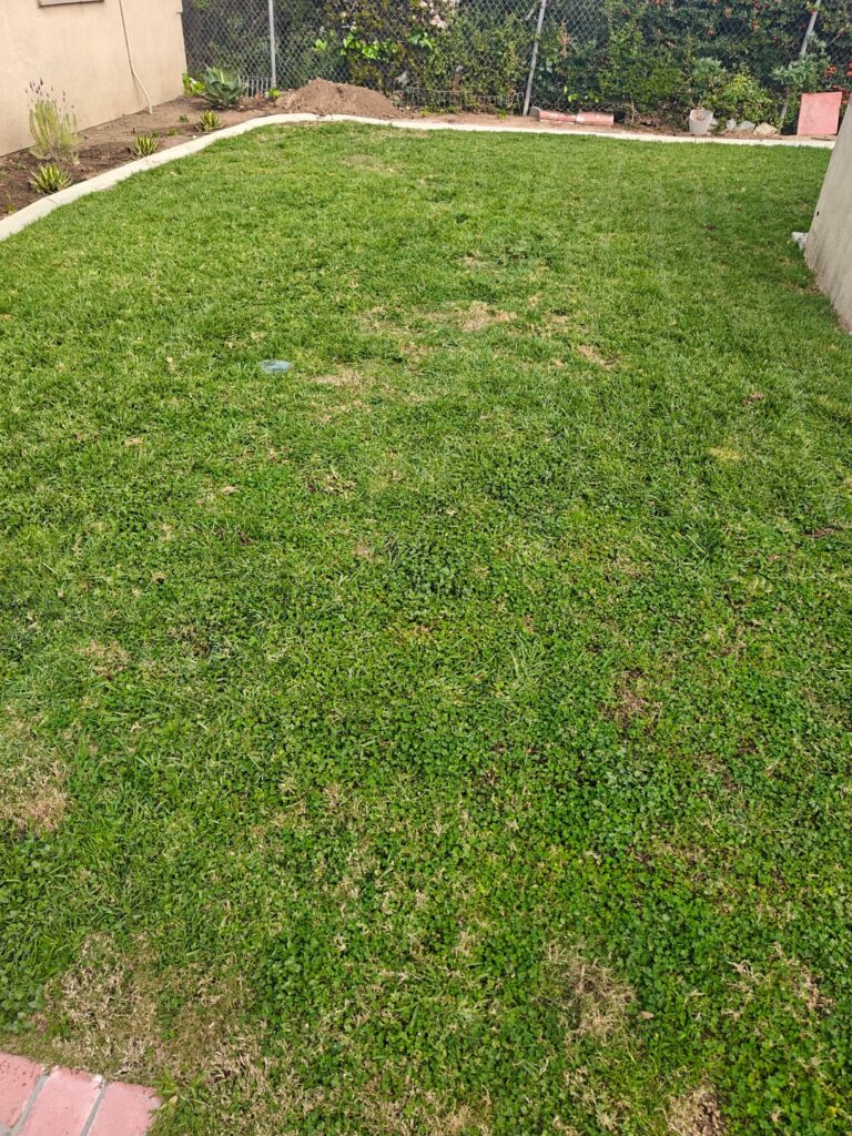 St Augustine Help Zone 10a (Riverside, CA)