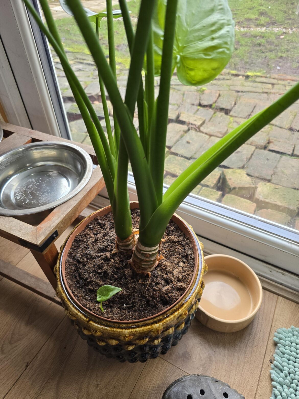 Pup forming question..