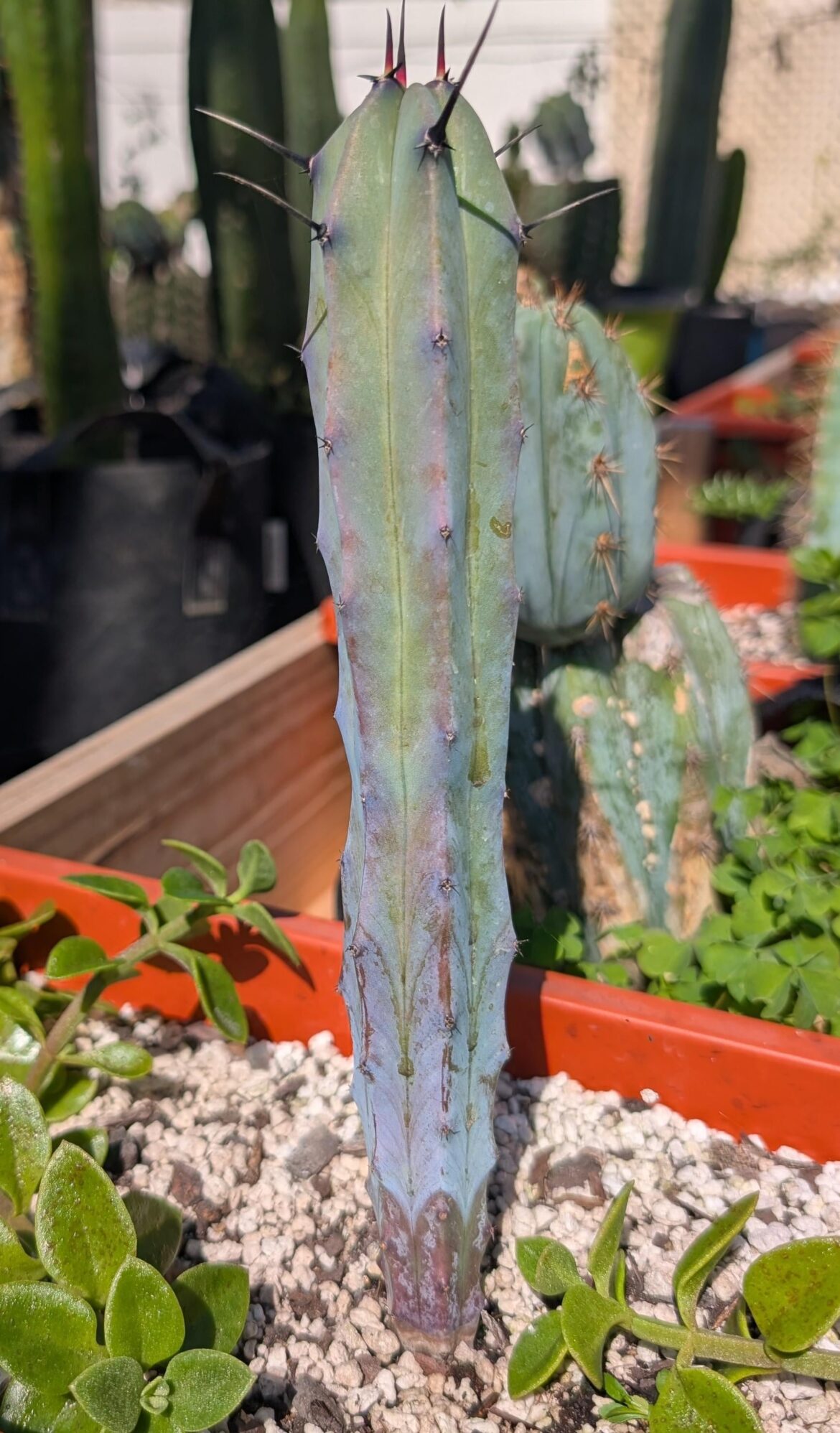 Myrtillo purple coloration